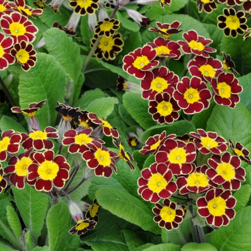 Primula  Victoriana  Gold Lace (1140)